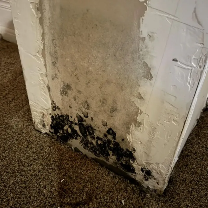 Professional Mold Removal in Blair, NE